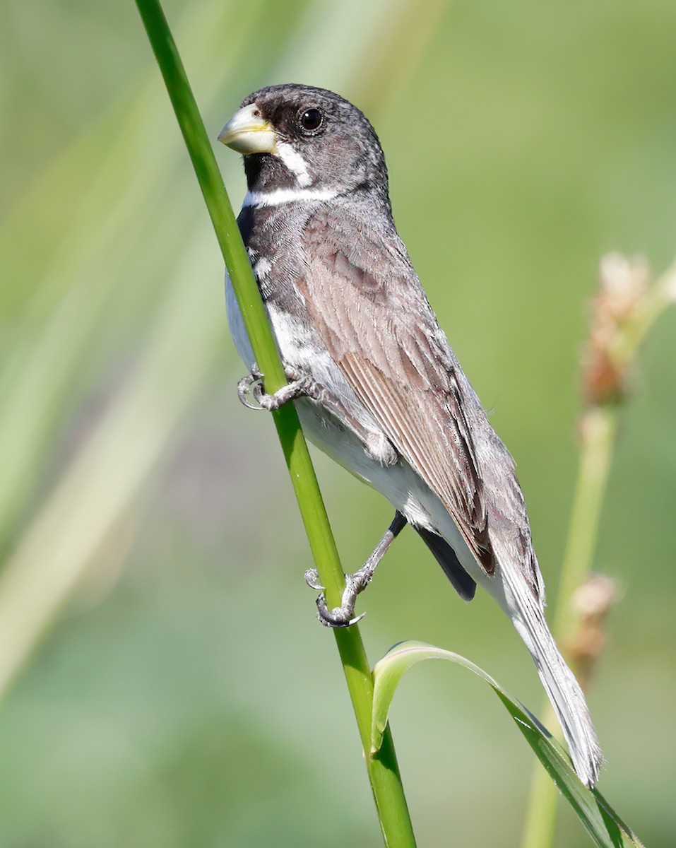 Double-collared Seedeater - ML619291162