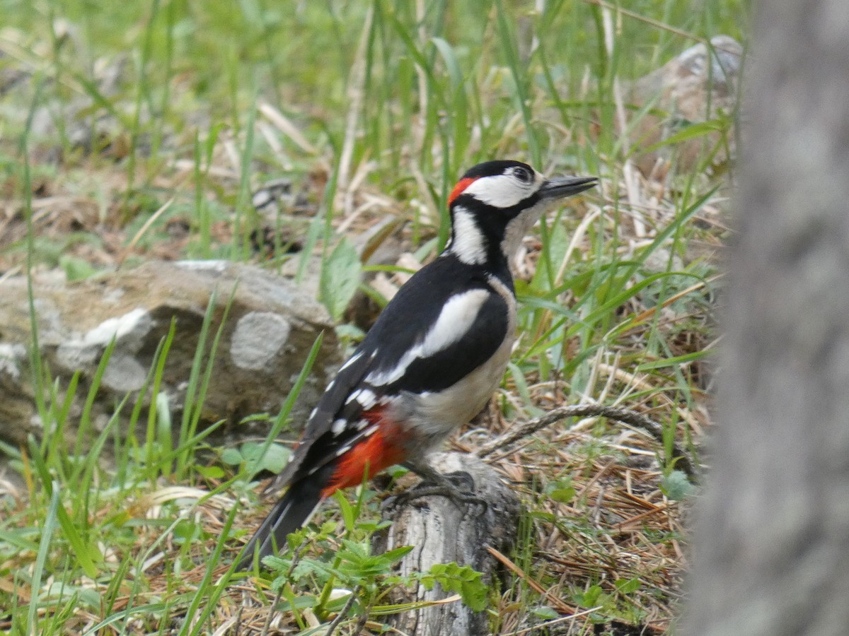 Great Spotted Woodpecker - ML619291172