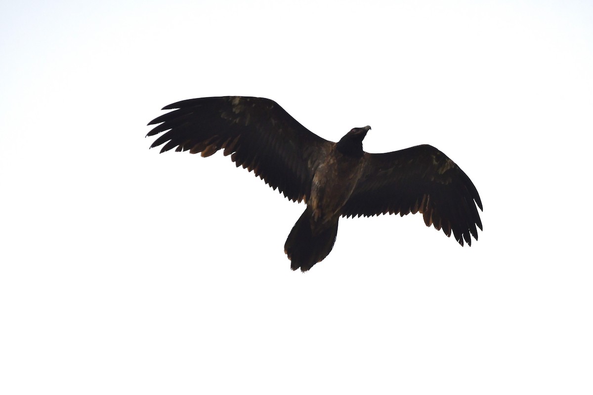 Bearded Vulture - ML619291238