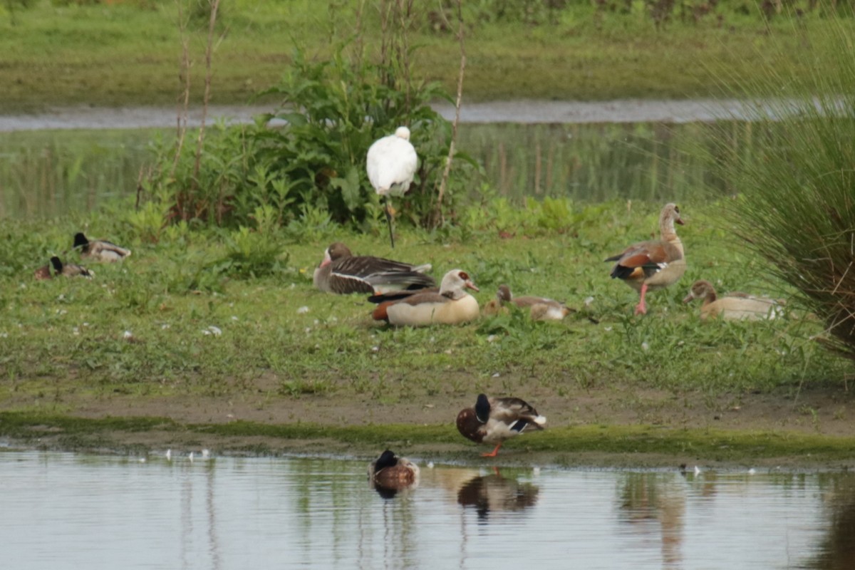 Lesser White-fronted Goose - ML619291270