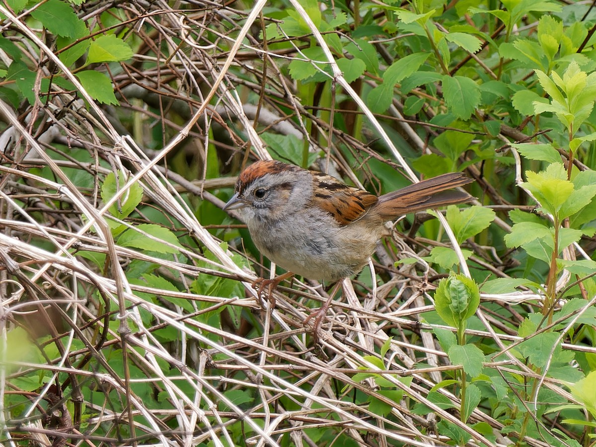 Swamp Sparrow - ML619291284