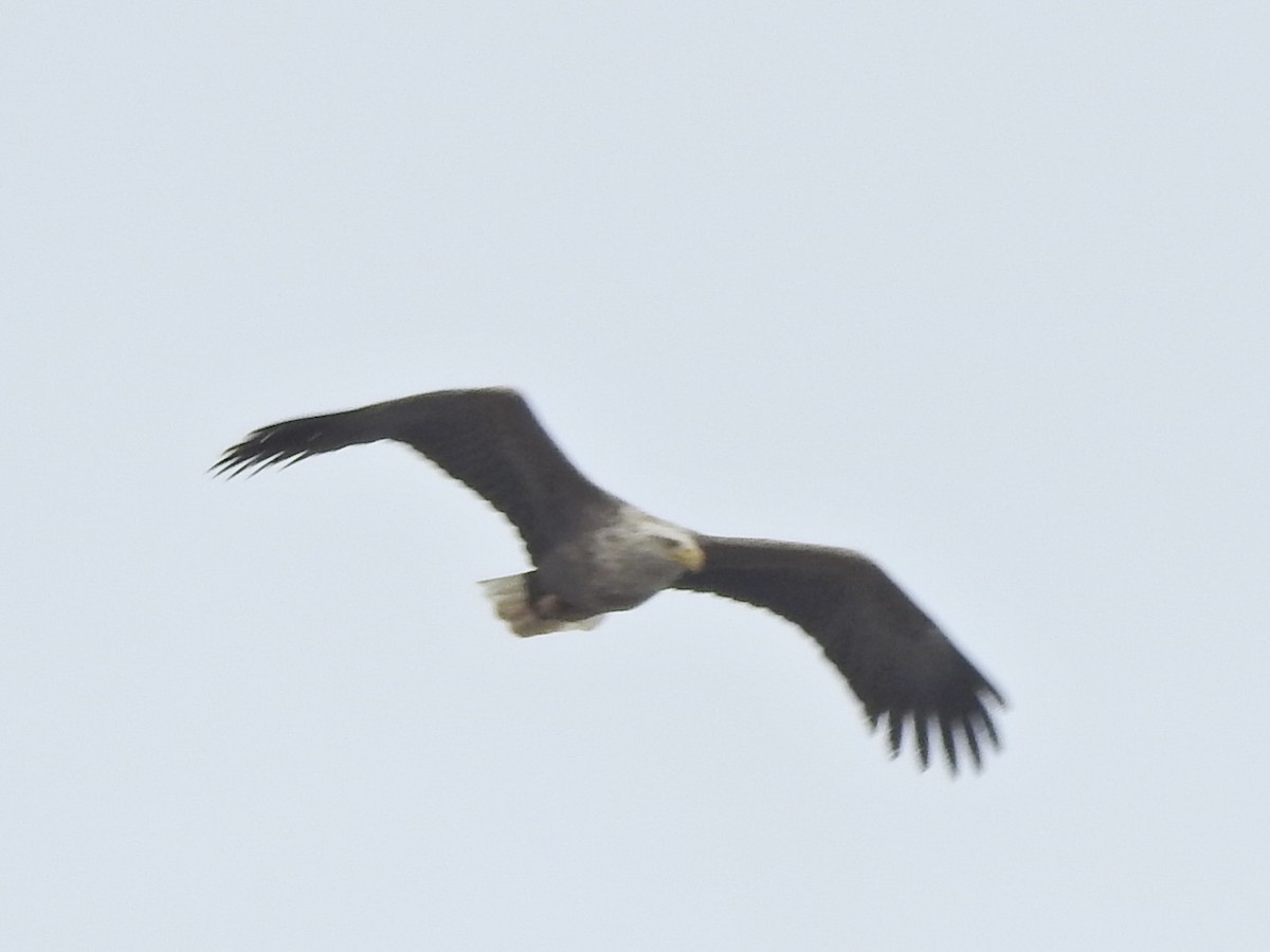 White-tailed Eagle - ML619291287