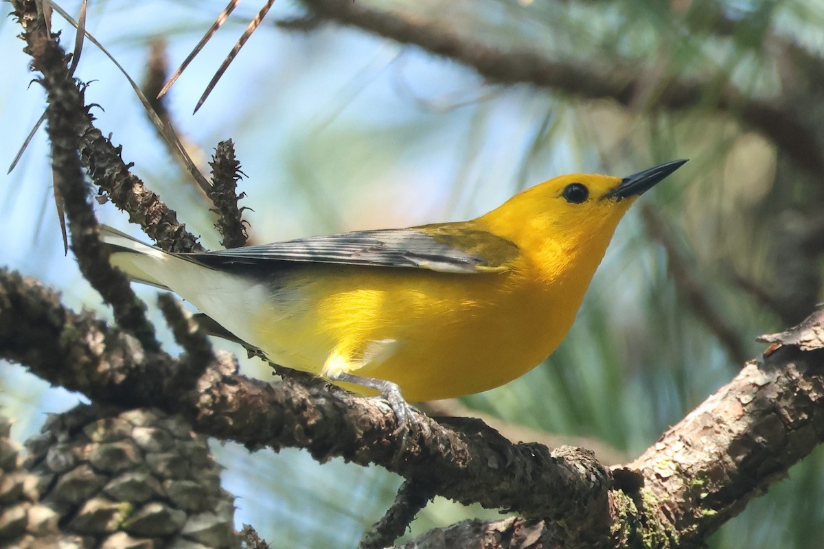 Prothonotary Warbler - ML619291305
