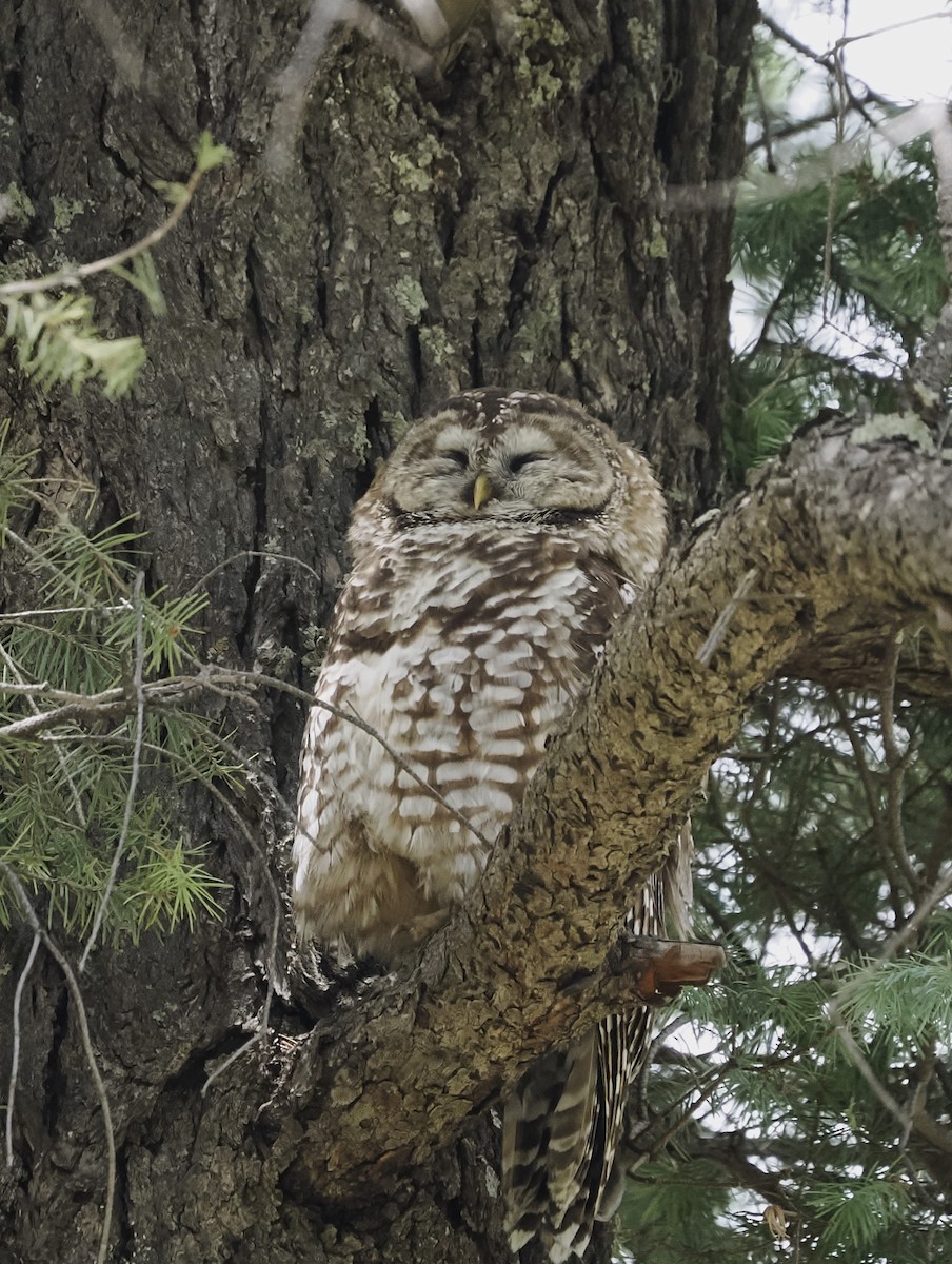 Spotted Owl (Mexican) - ML619291324