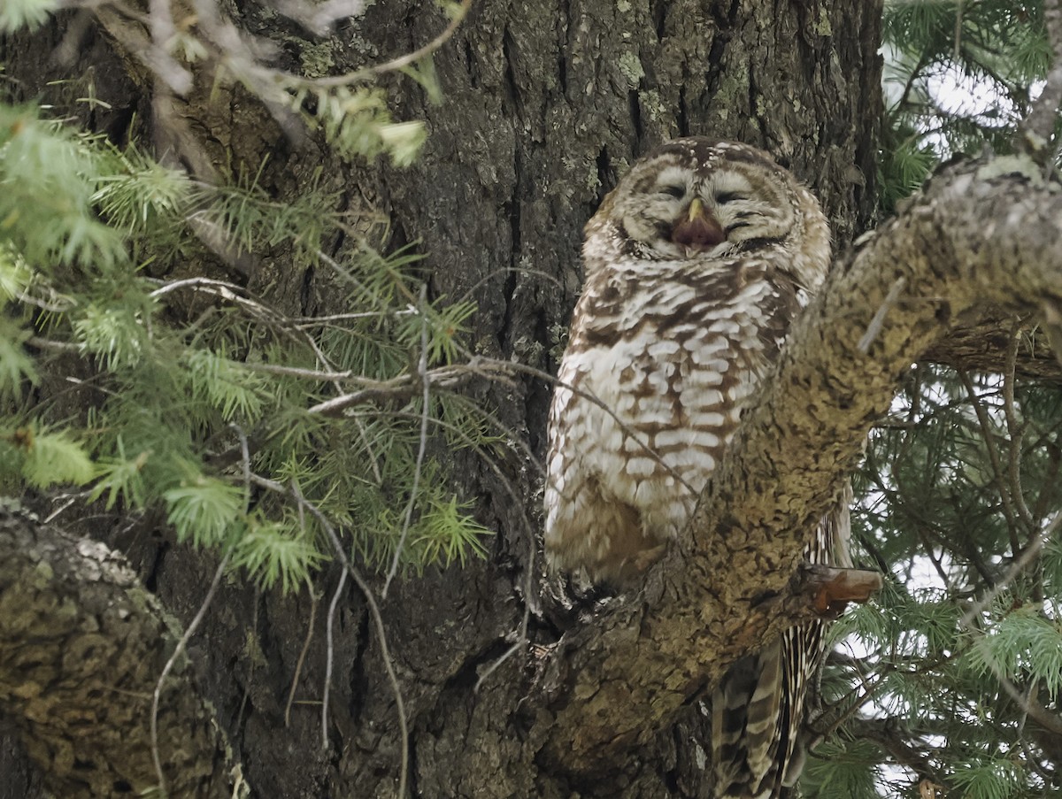 Spotted Owl (Mexican) - ML619291334