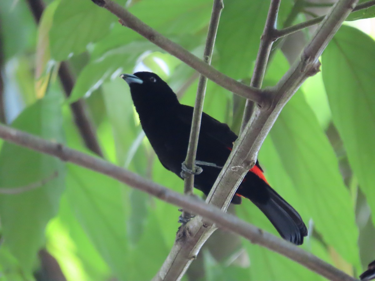 Scarlet-rumped Tanager - ML619291335