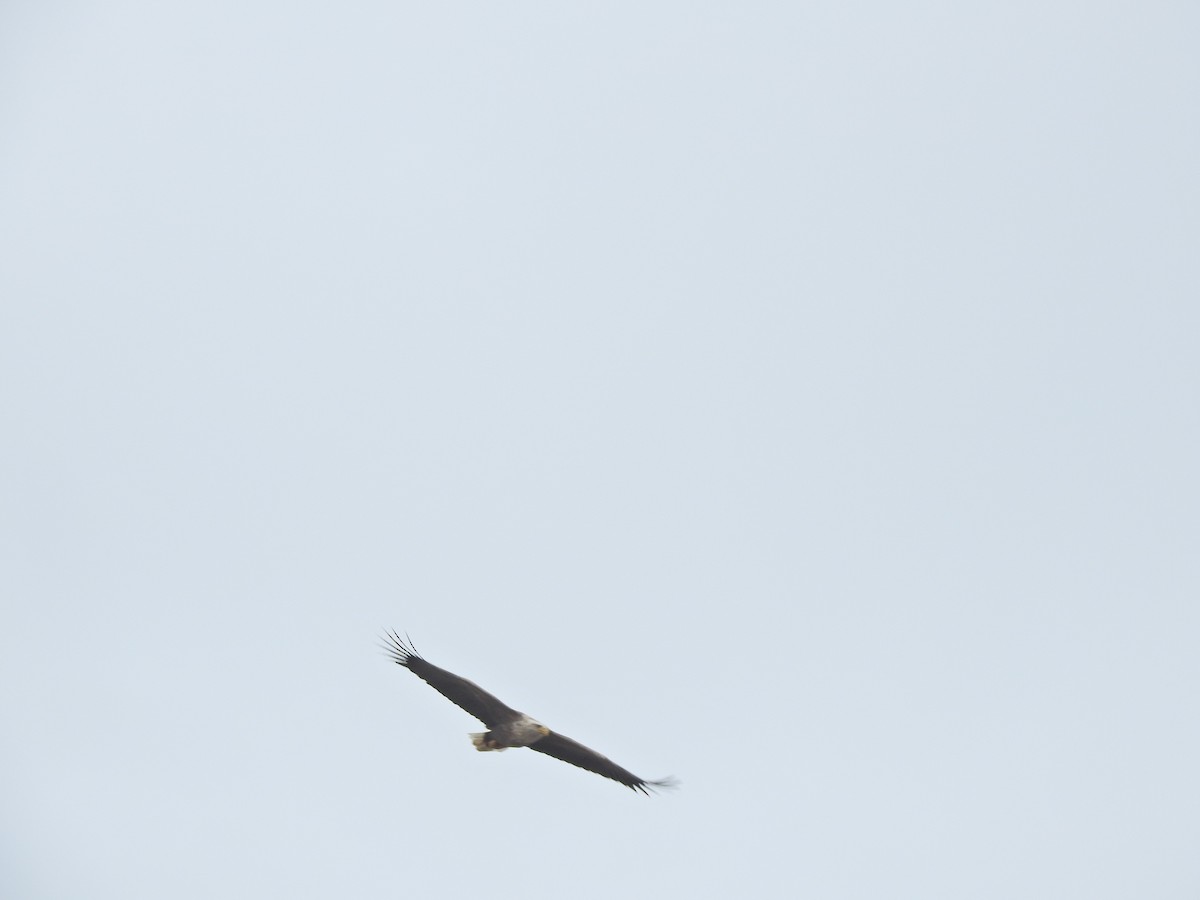 White-tailed Eagle - ML619291337