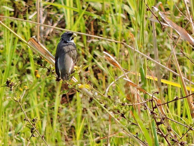 Double-collared Seedeater - ML619291411