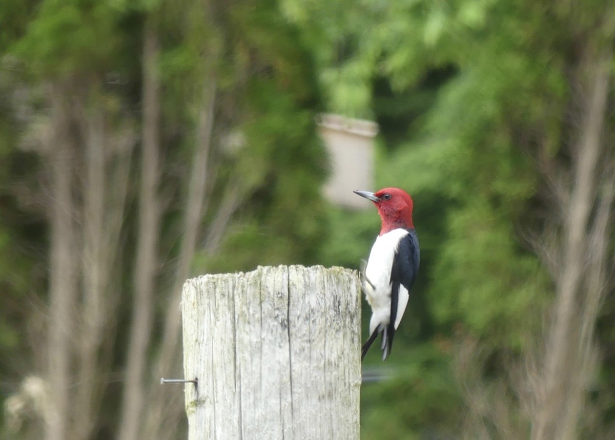 Red-headed Woodpecker - ML619291418