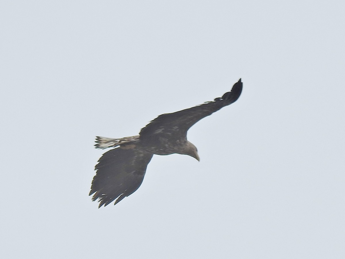 White-tailed Eagle - ML619291424