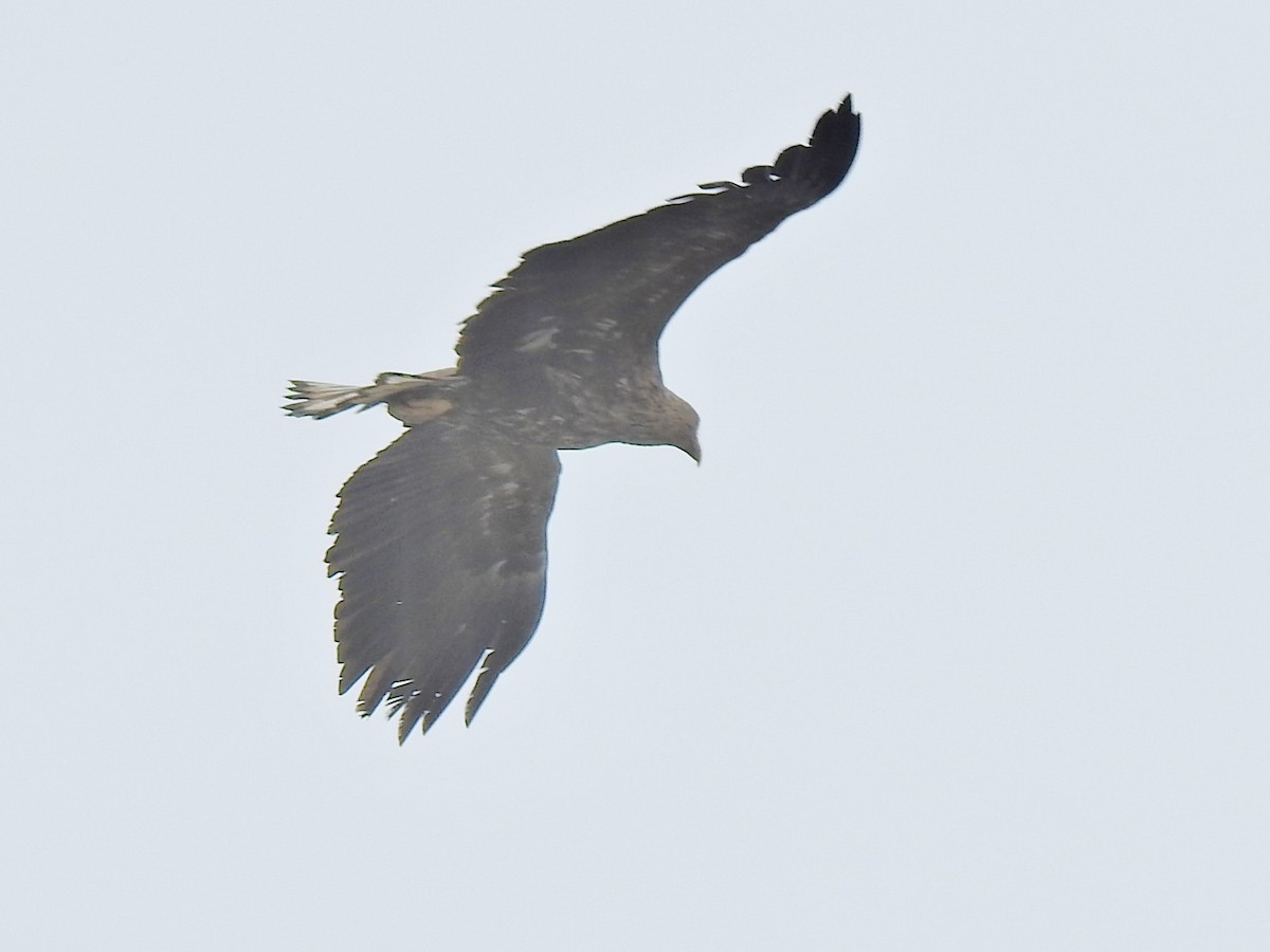 White-tailed Eagle - ML619291440