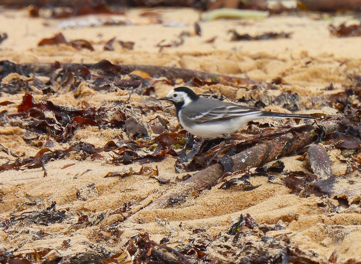 White Wagtail (White-faced) - ML619291446