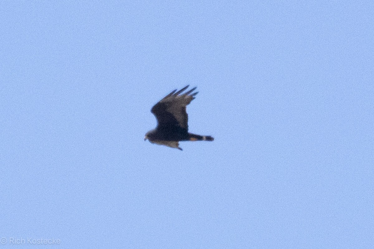 Zone-tailed Hawk - ML619291449