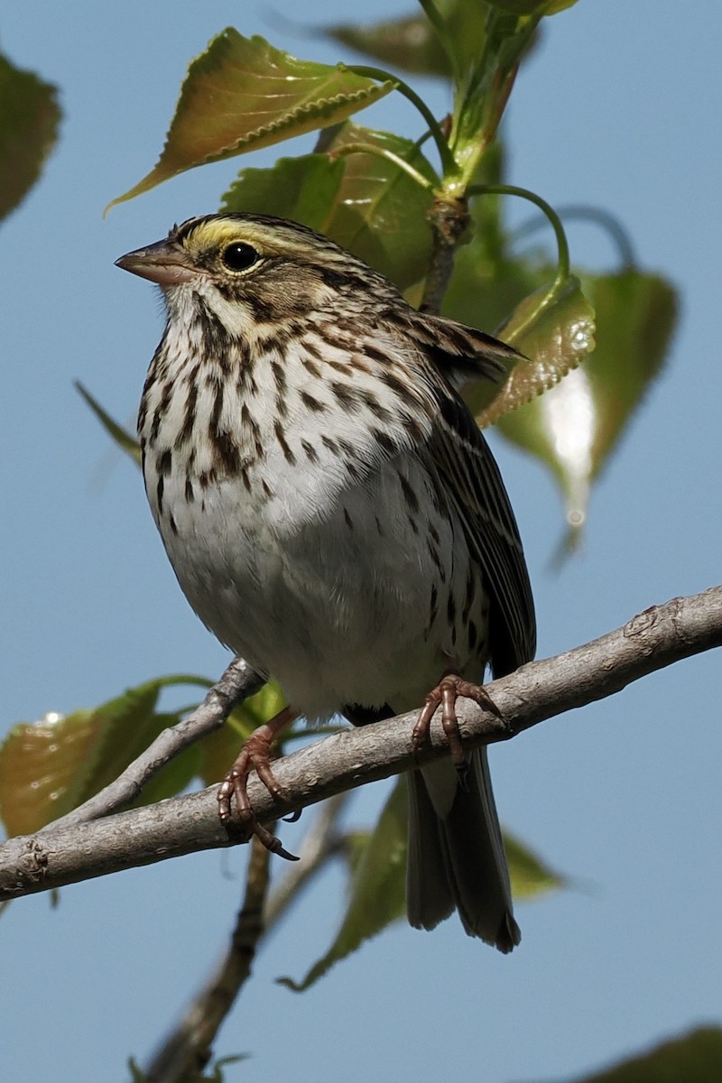 Savannah Sparrow - ML619291555