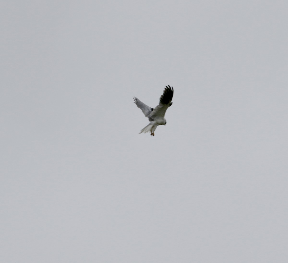 White-tailed Kite - ML619291634
