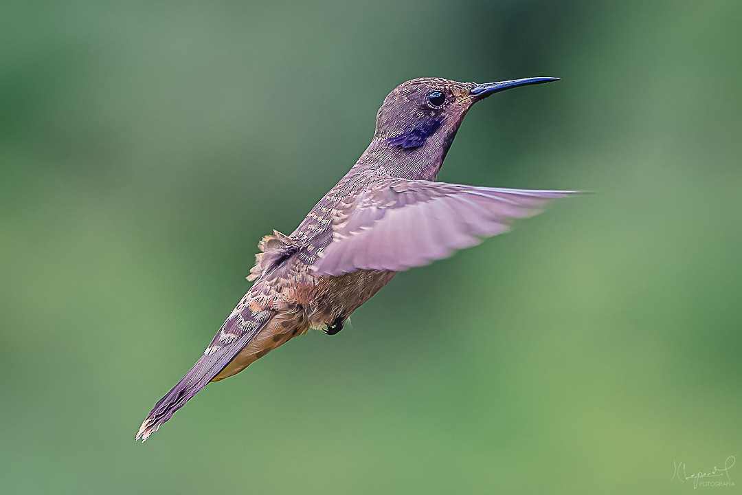 kolibřík fialovouchý - ML619291636