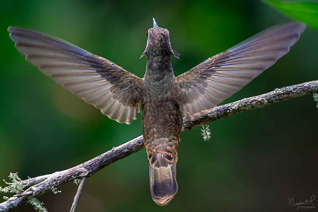 kolibřík fialovouchý - ML619291637