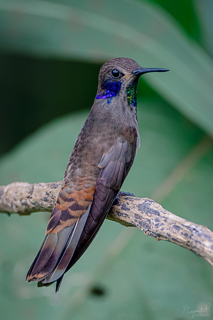 kolibřík fialovouchý - ML619291638