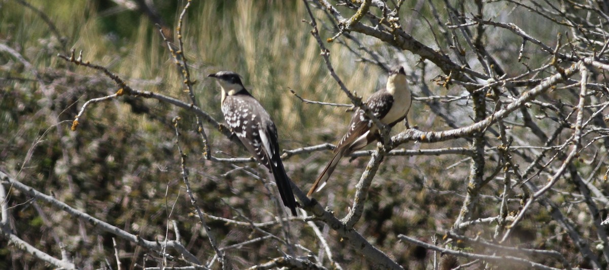Great Spotted Cuckoo - ML619291647