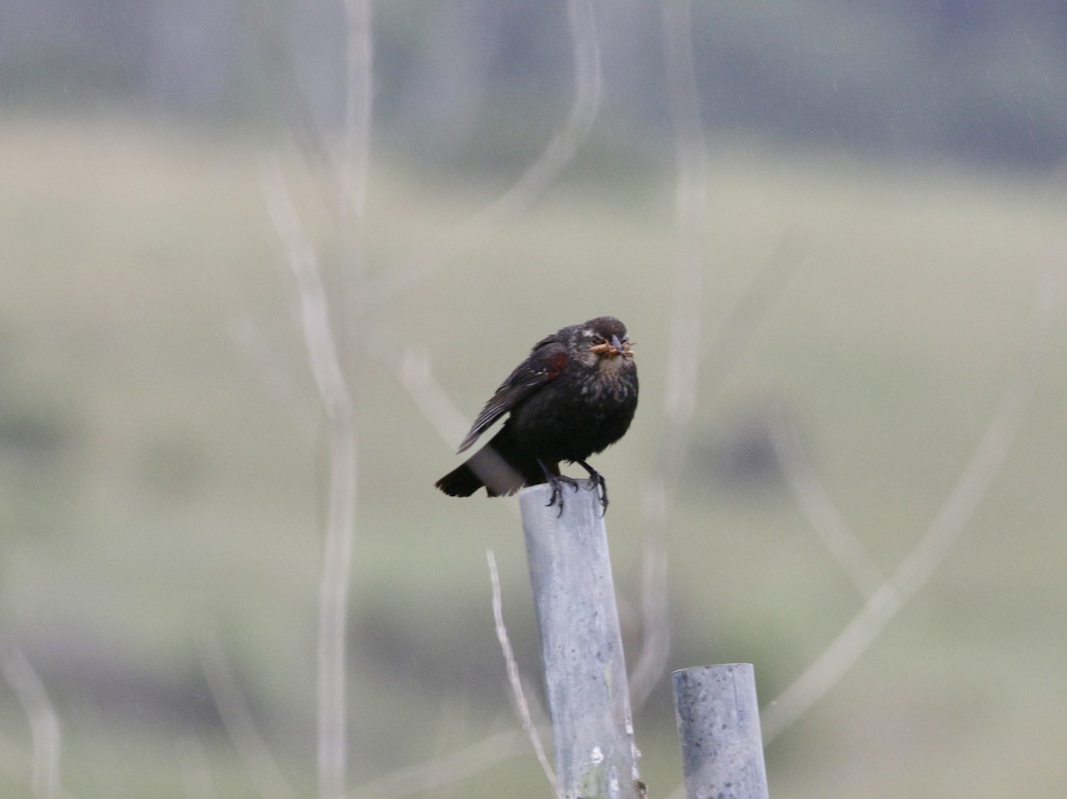 Red-winged Blackbird (California Bicolored) - ML619291664