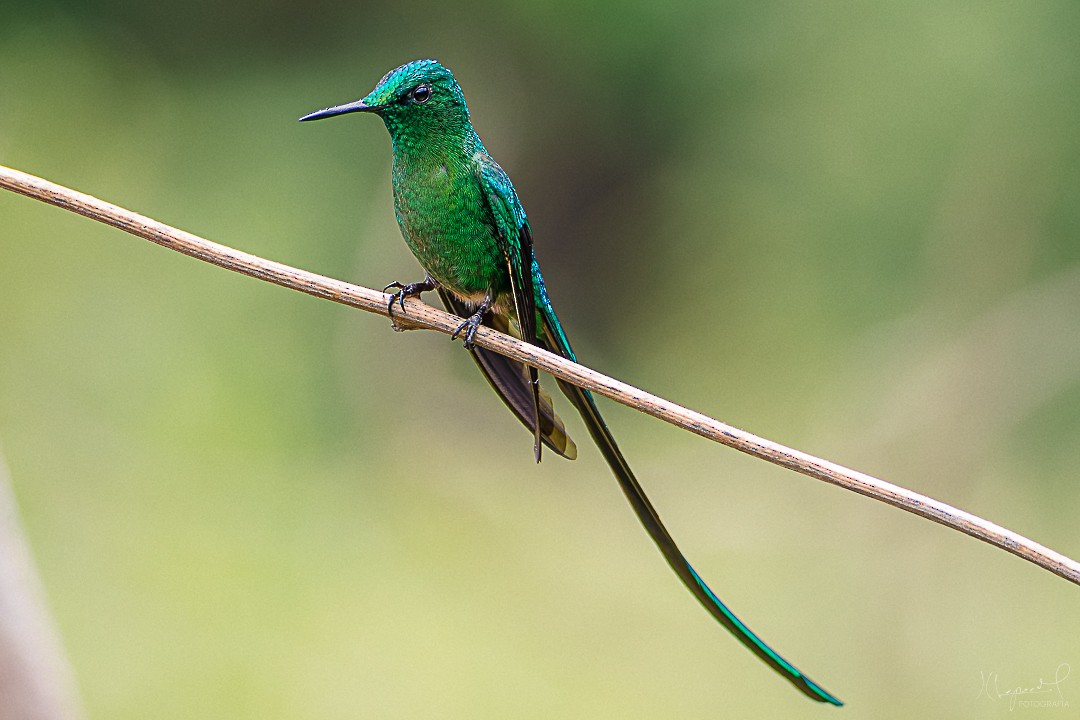 Long-tailed Sylph - ML619291679