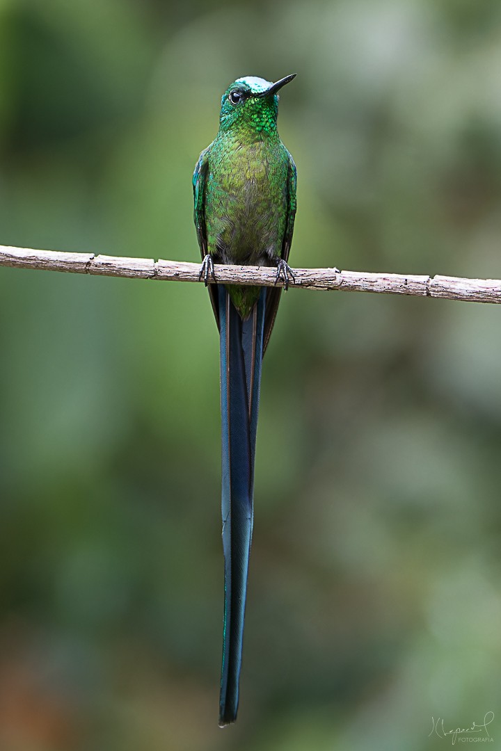 Long-tailed Sylph - ML619291680