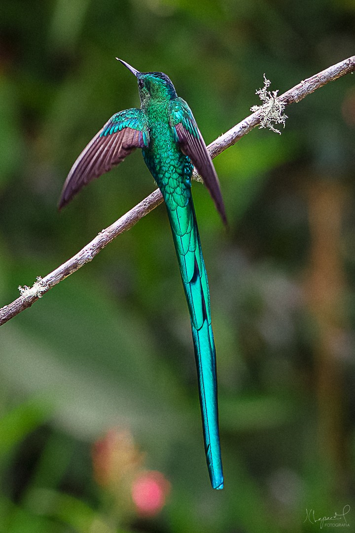 Long-tailed Sylph - ML619291681