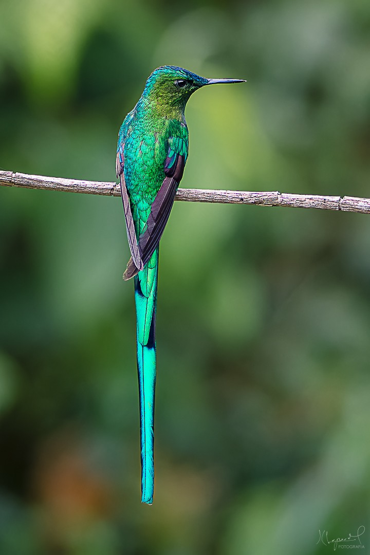 Long-tailed Sylph - ML619291682