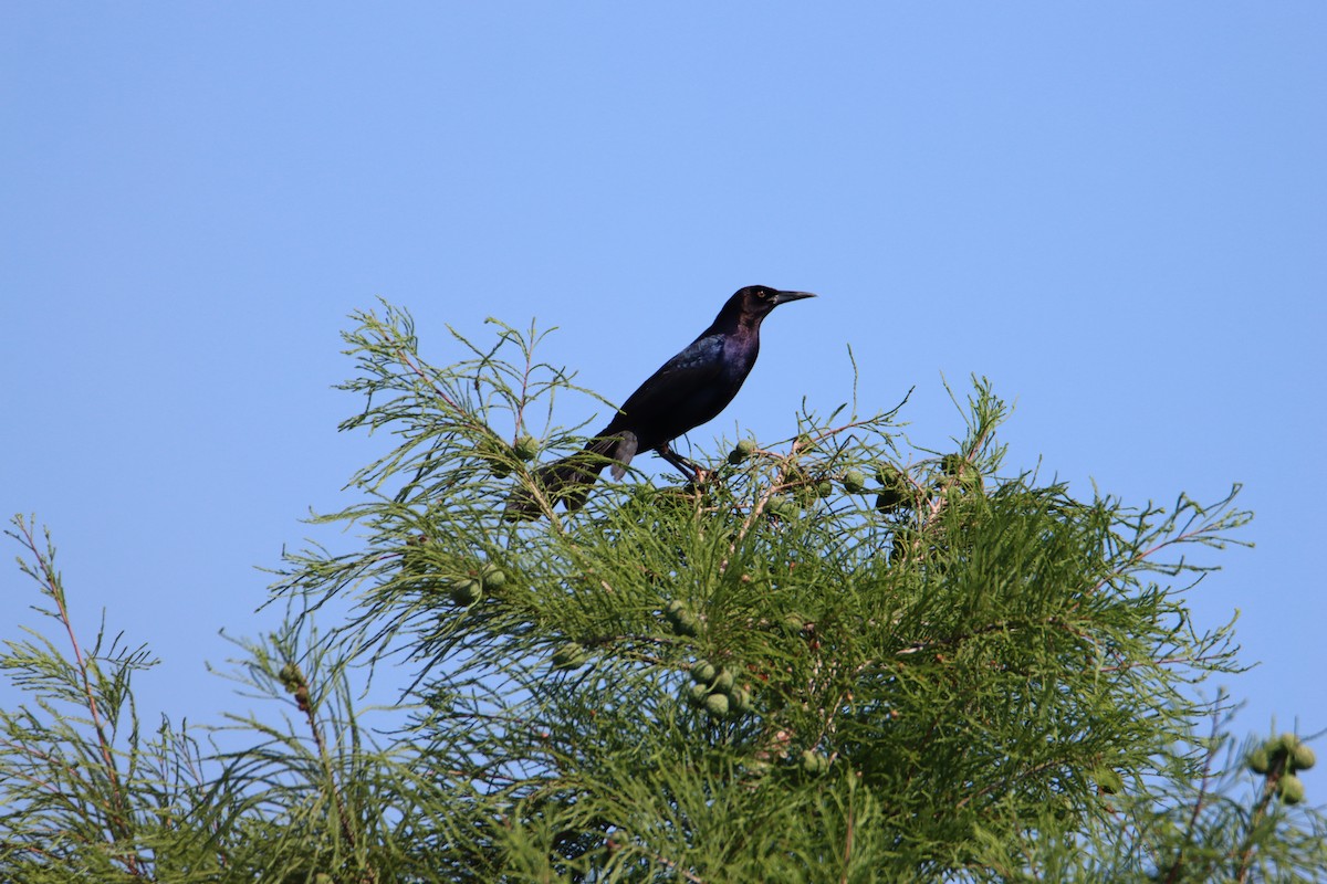 Boat-tailed Grackle - ML619291713