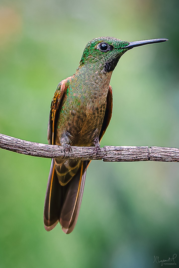 kolibřík hnědobřichý - ML619291742