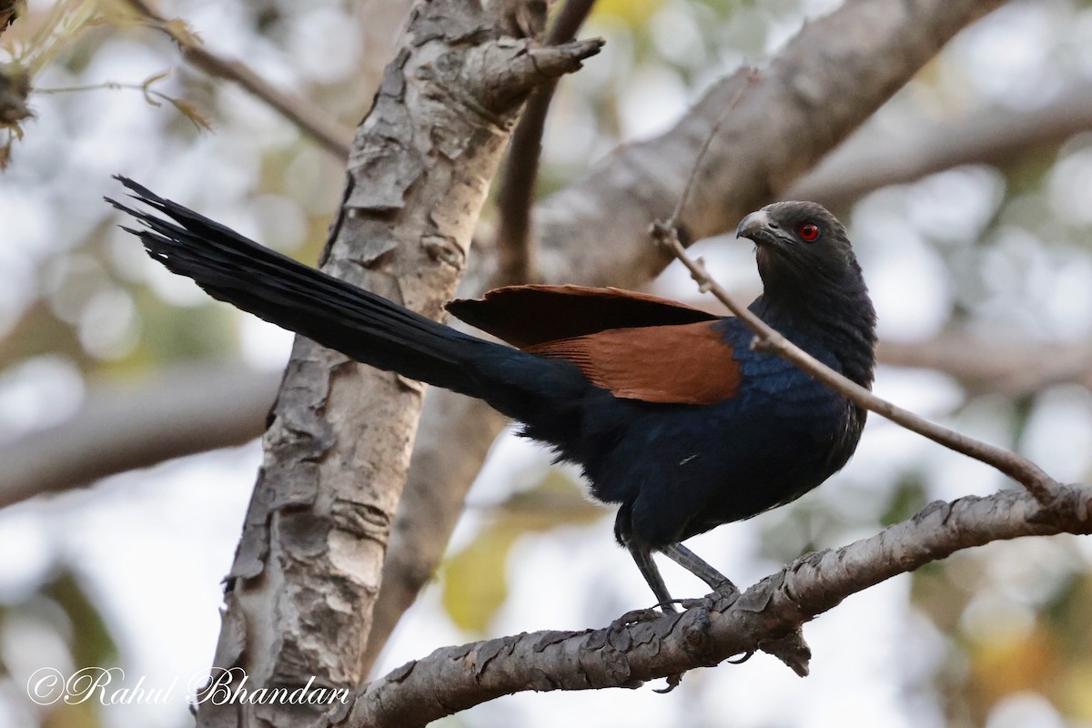 Greater Coucal - ML619291828