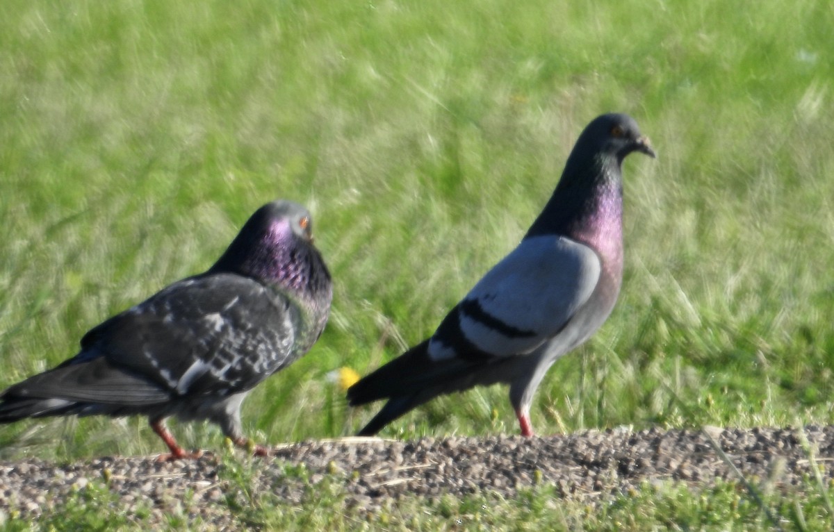 Rock Pigeon (Feral Pigeon) - ML619291829