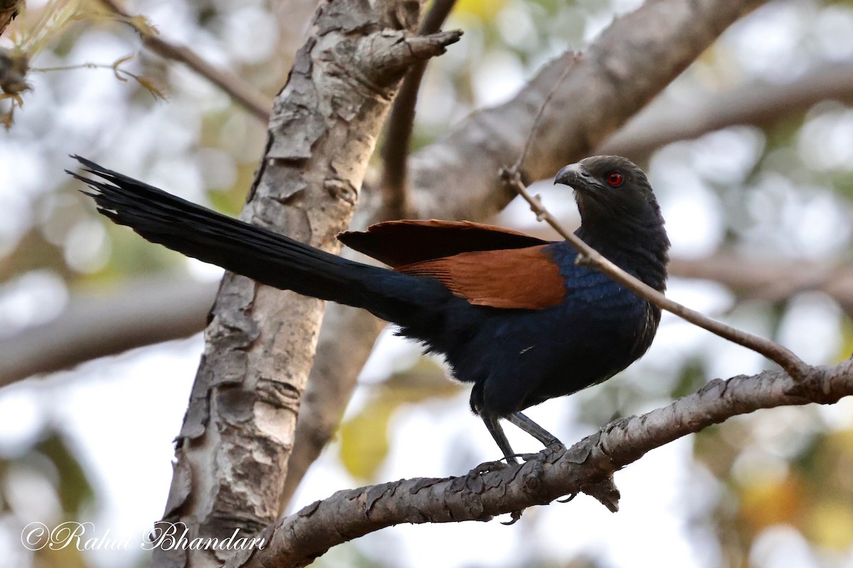 Greater Coucal - ML619291830