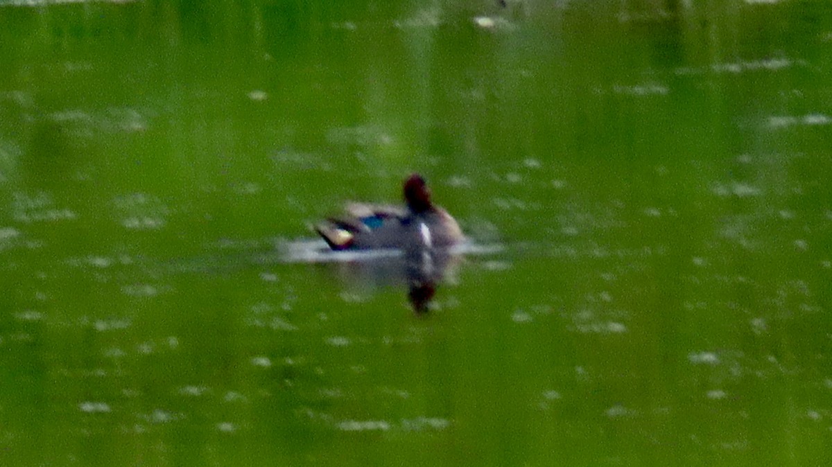 Green-winged Teal - ML619291836