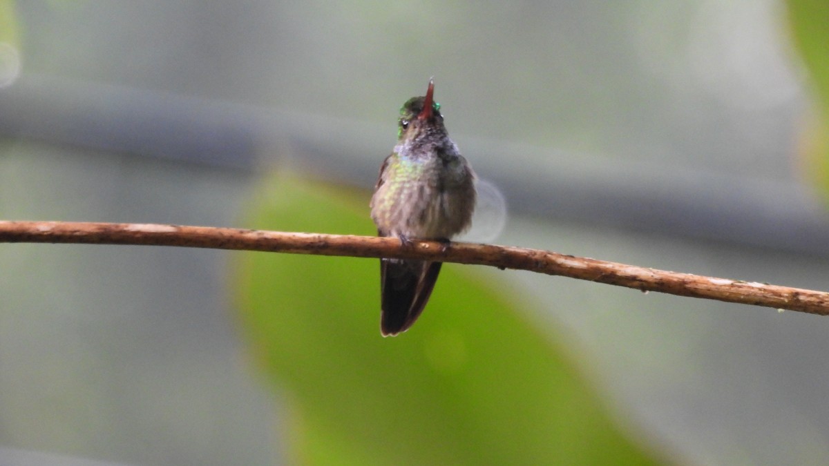 Charming Hummingbird - ML619291843