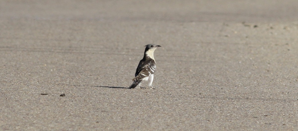 Great Spotted Cuckoo - ML619291897
