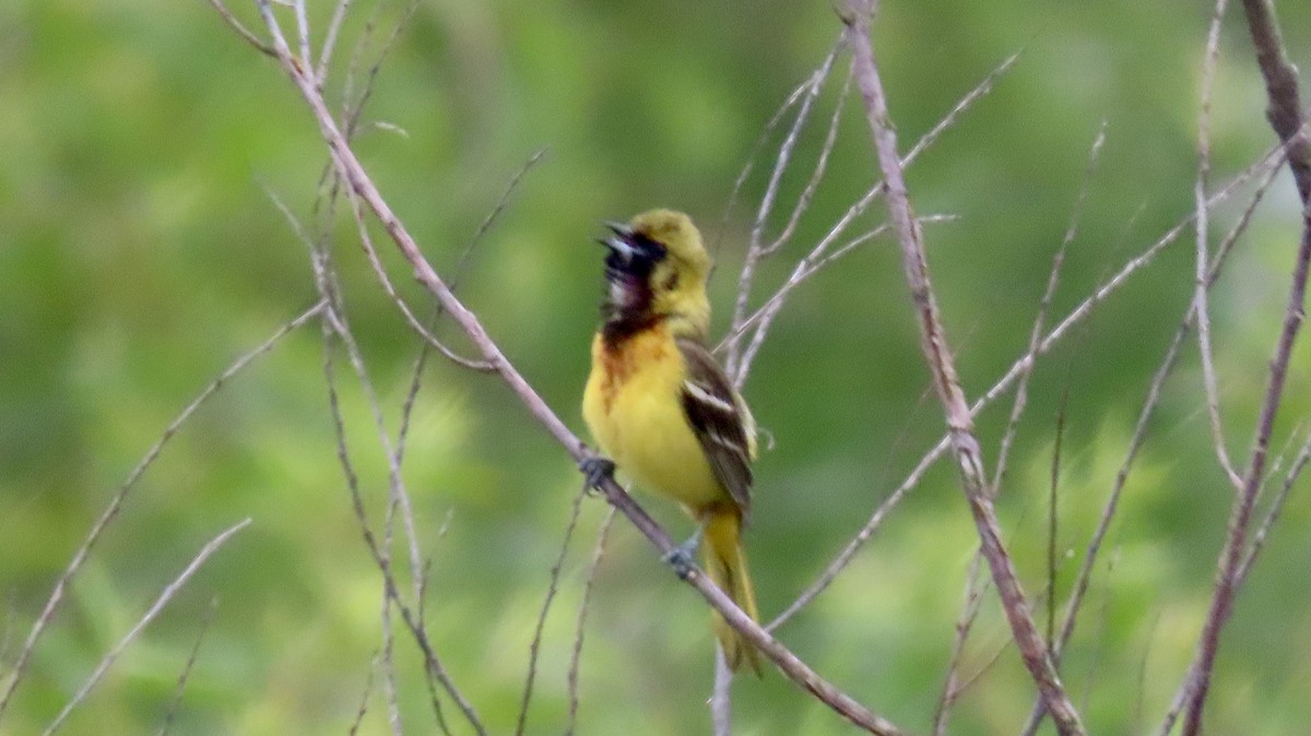 Orchard Oriole - ML619291914