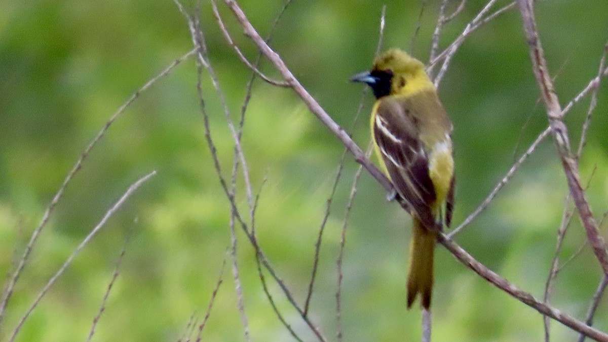 Orchard Oriole - ML619291915