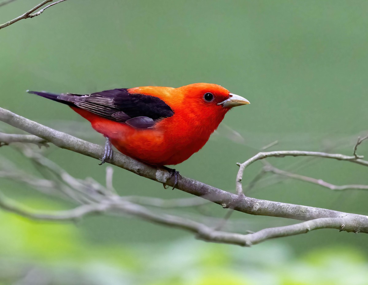 Scarlet Tanager - ML619292054