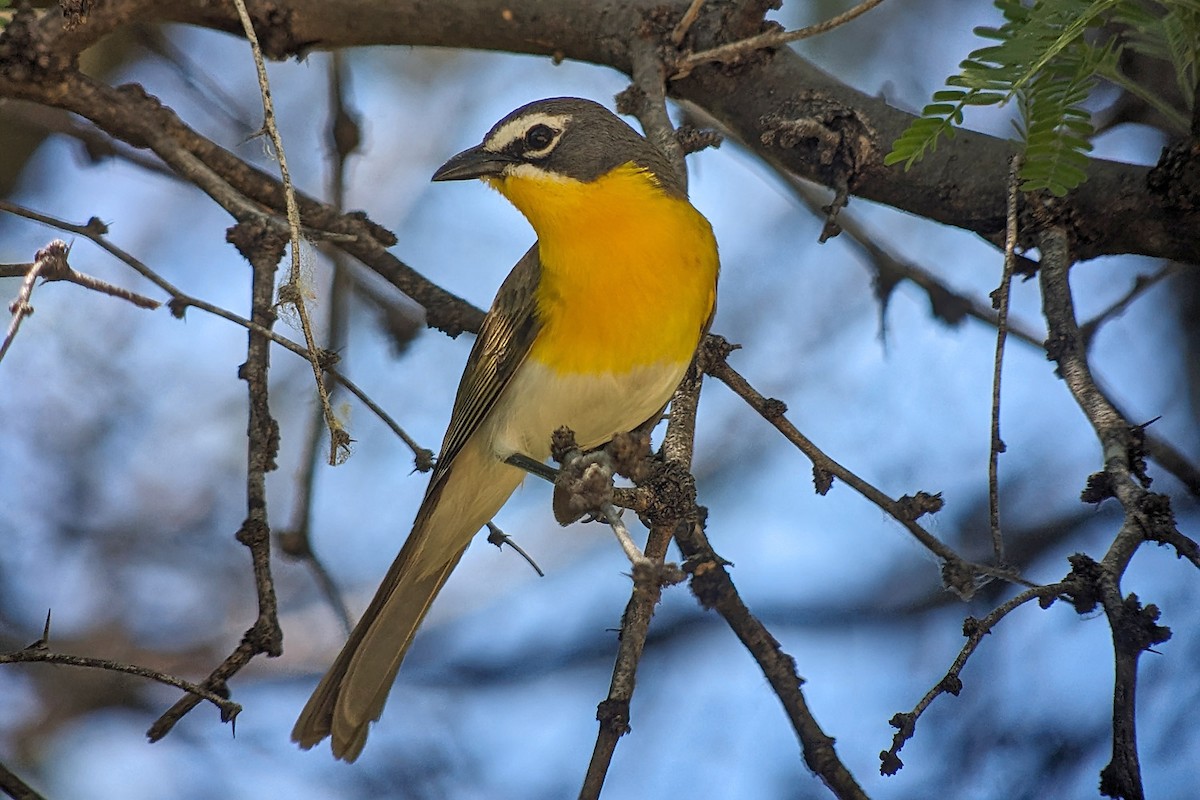 Yellow-breasted Chat - ML619292073