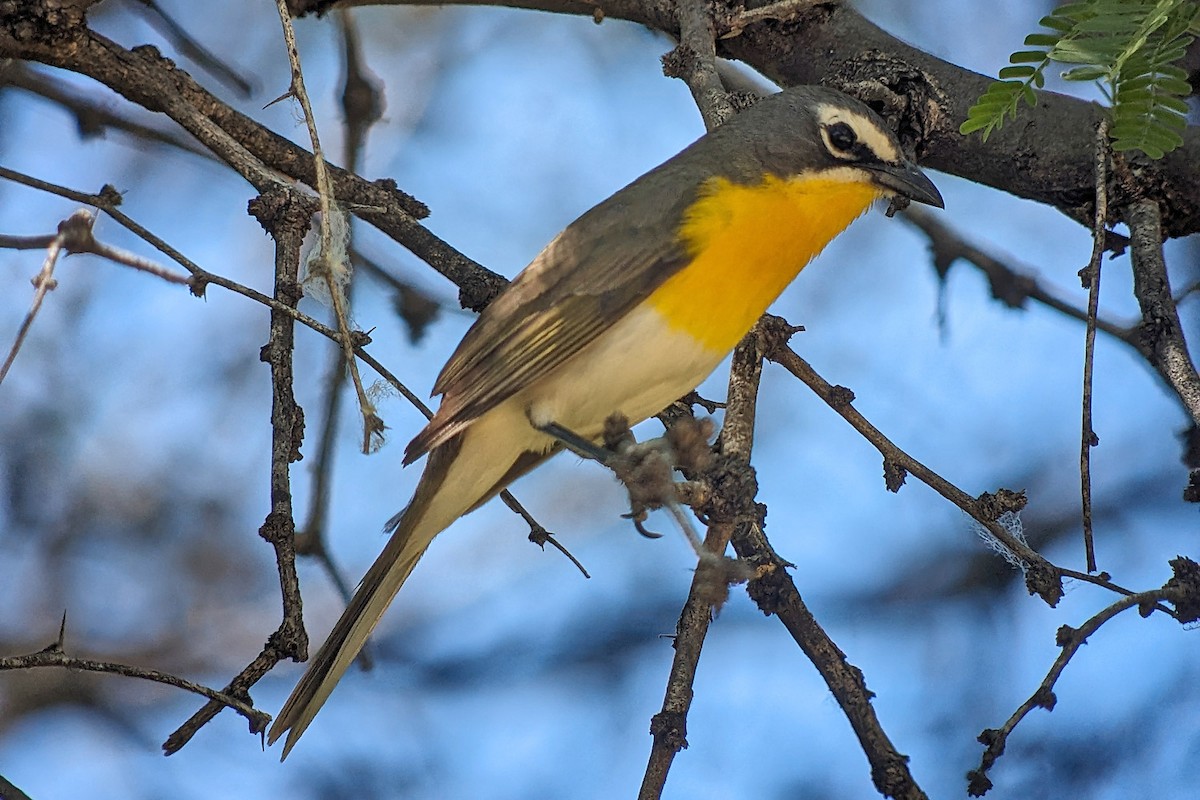 Yellow-breasted Chat - ML619292074