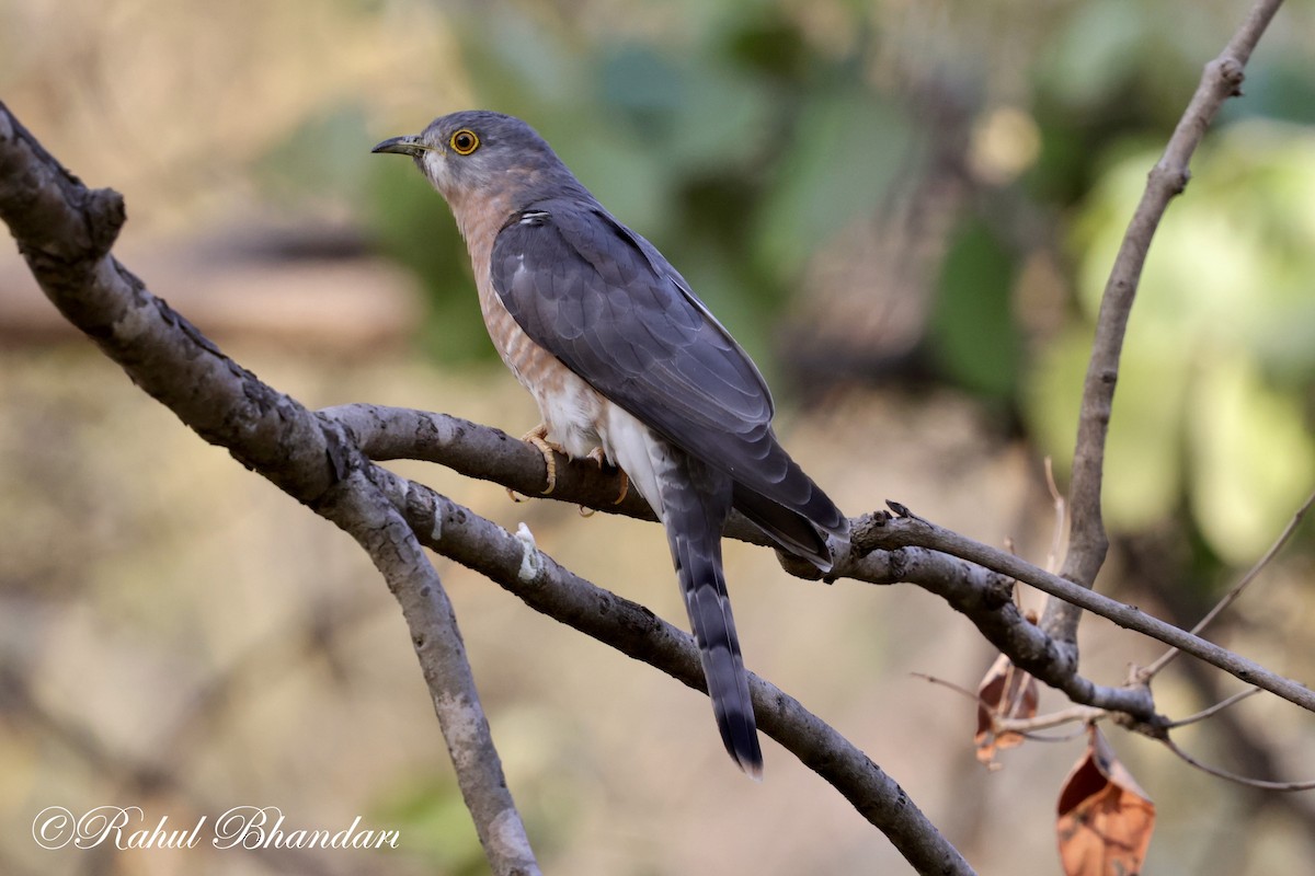 Common Hawk-Cuckoo - ML619292108