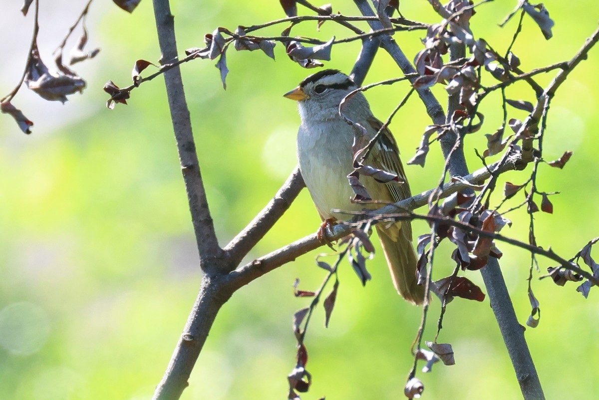White-crowned Sparrow - ML619292129