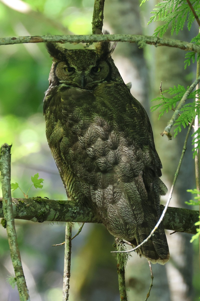 Great Horned Owl - ML619292154