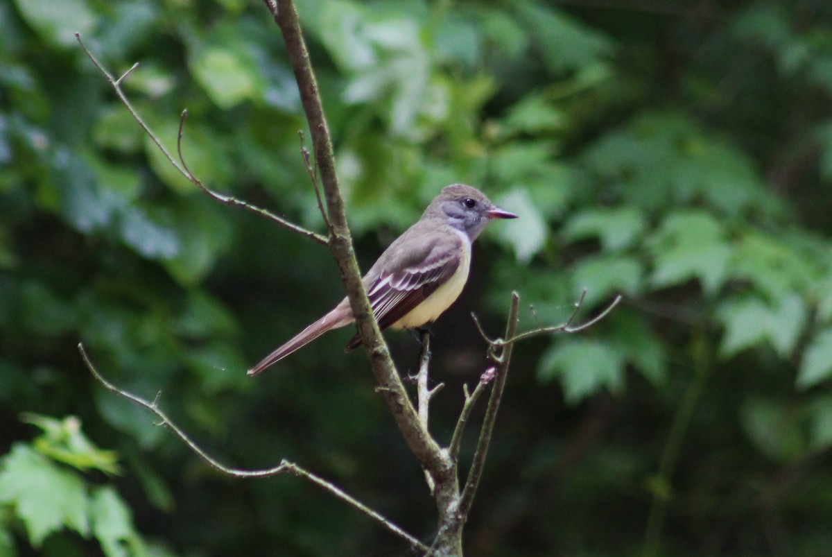 Great Crested Flycatcher - ML619292246