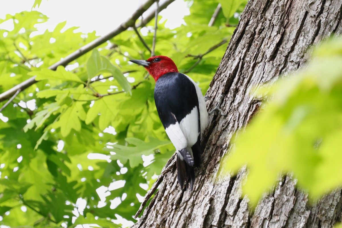 Red-headed Woodpecker - ML619292248
