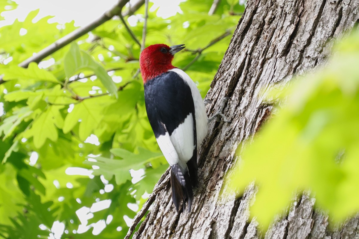 Red-headed Woodpecker - ML619292249