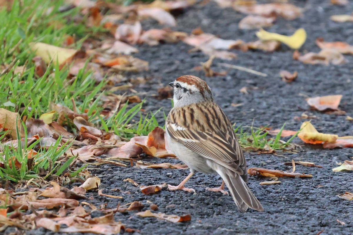 Chipping Sparrow - ML619292272