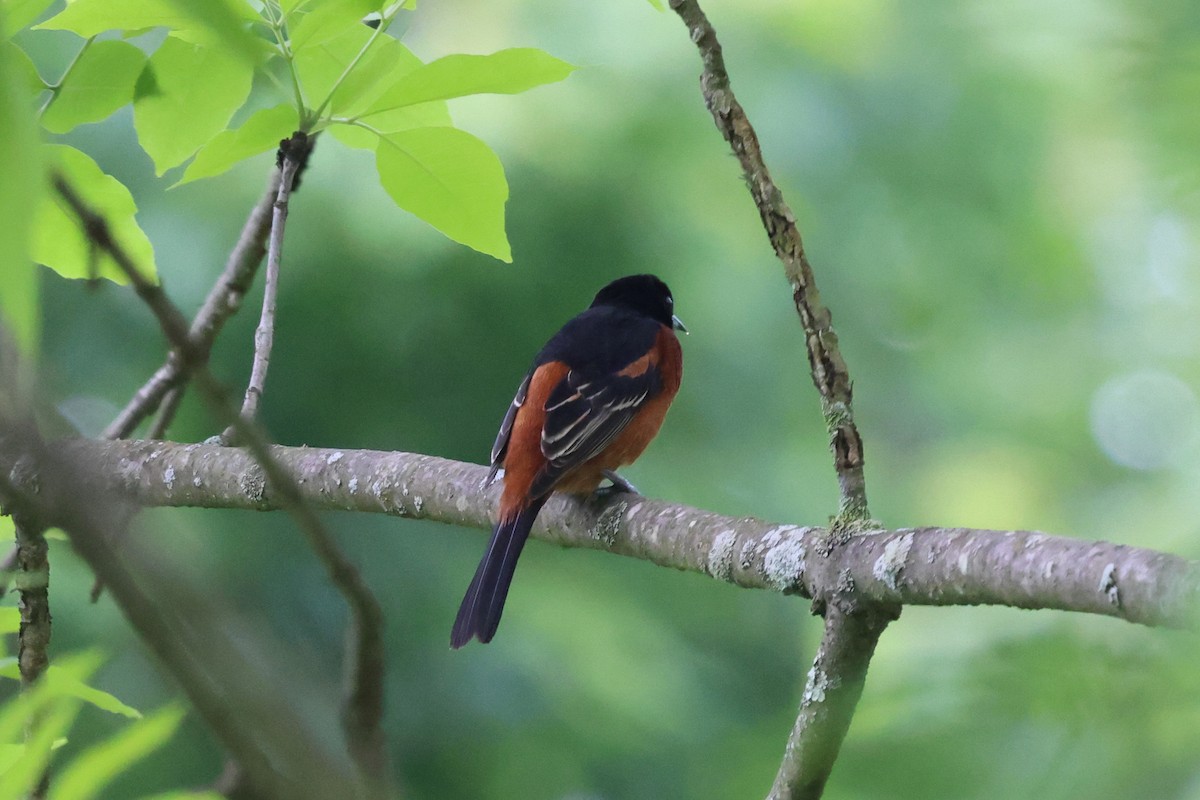 Orchard Oriole - ML619292276