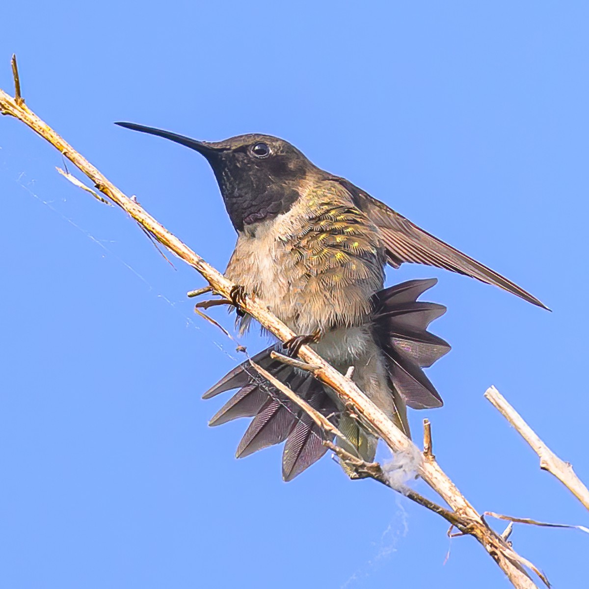 Black-chinned Hummingbird - ML619292291